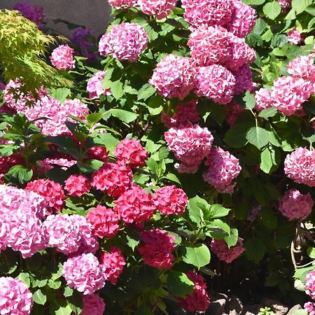 Les Hortensias Riquewihr Eksteriør bilde